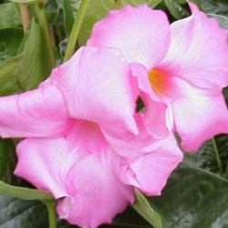 DIPMA 17 Fush."Bloom Select" E