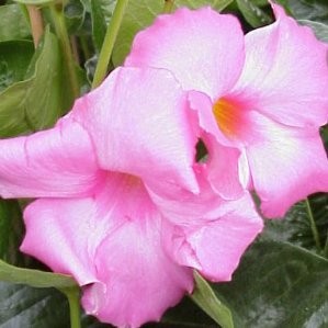 DIPMA 17 Fush."Bloom Select" E