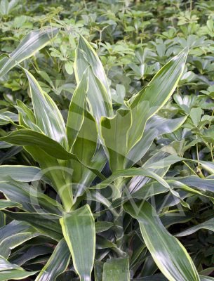 DRADO 20 Tro.15/30/60 E