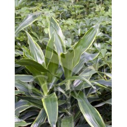 DRADO 22 Tro.30/60/90 E