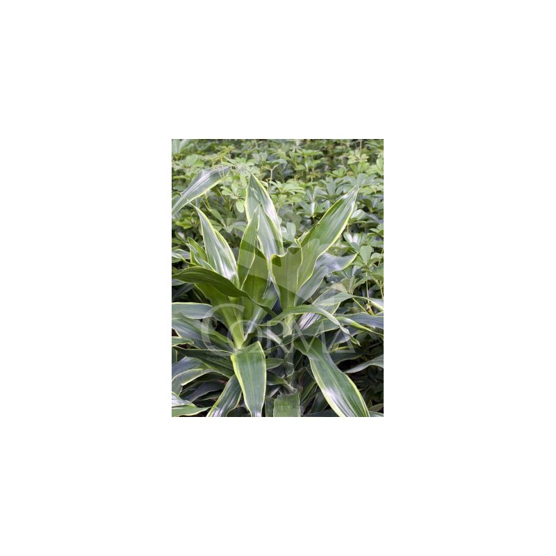 DRADO 22 Tro.30/60/90 E