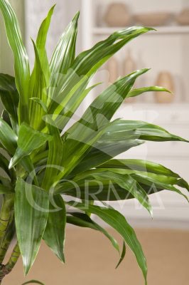 DRAJL 25 Tro30/60/90/120 E