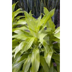 DRGOL 22 Tro.30/60/90 E