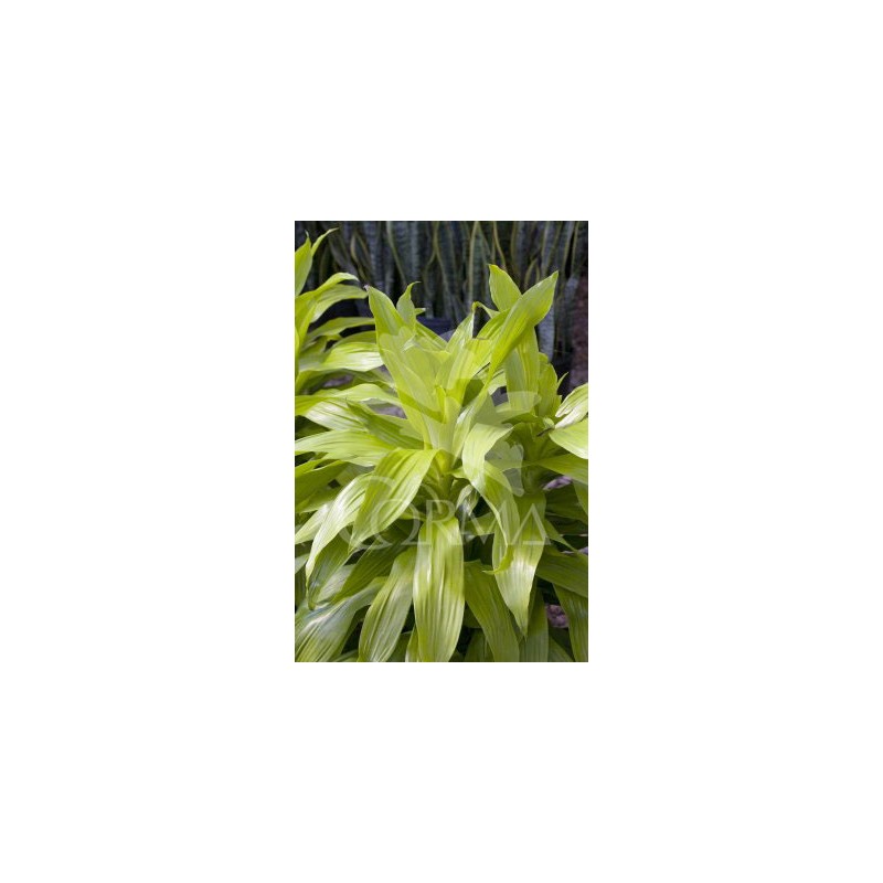 DRGOL 22 Tro.30/60/90 E