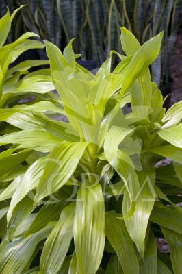 DRGOL 22 Tro.30/60/90 E