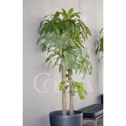 DRHSU 22 Tro.30/60/90 E