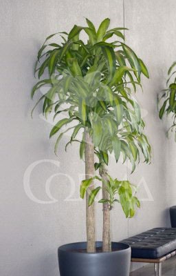 DRHSU 20 Tro.15/30/60 E