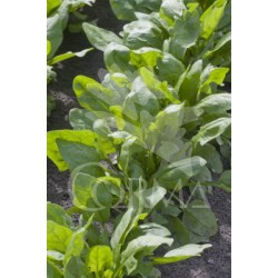 ESPIN Band.08x12 Espinaca E