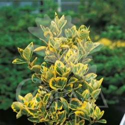 EUAUR 5L MC