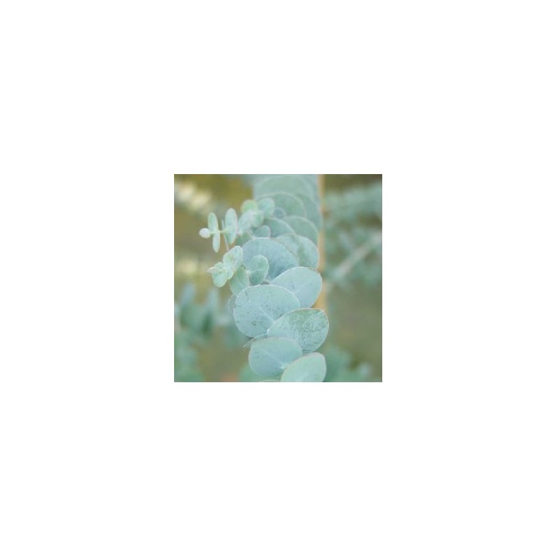 EUCAL Decor.varios Roja E