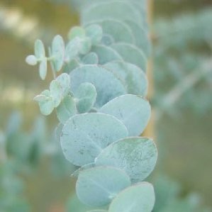 EUCAL Decor.varios Roja E