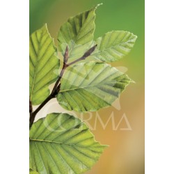 FAGUS 10L Alt.125/150 E