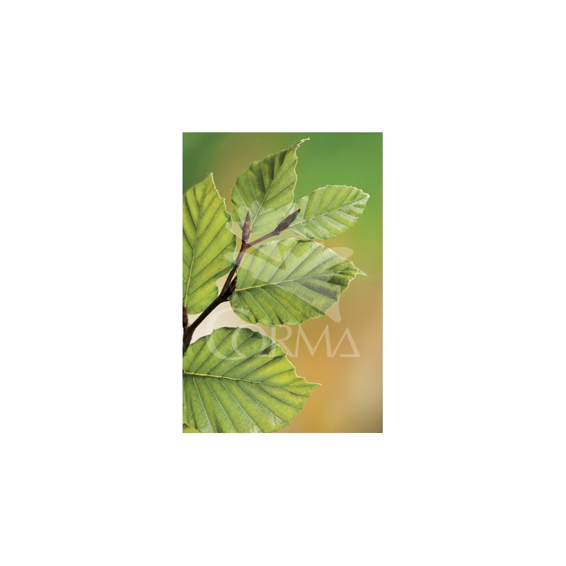 FAGUS 10L Alt.125/150 E