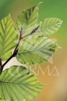 FAGUS 10L Alt.125/150 E