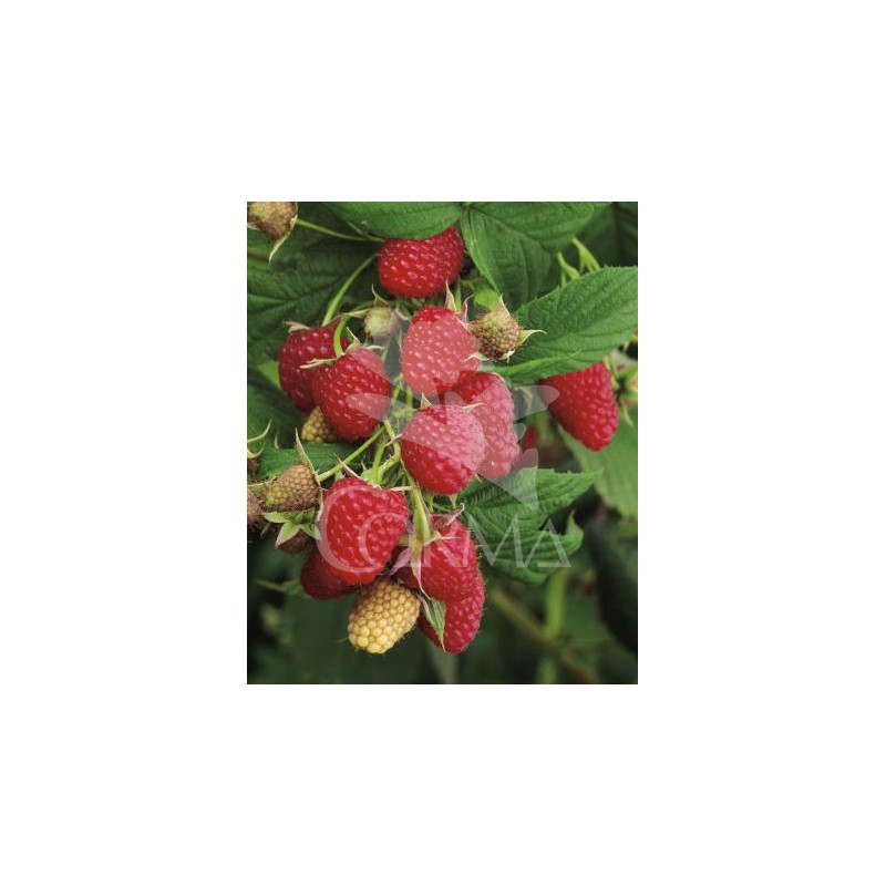 FRAMB 11x11-2L 1caña/tut.60 E