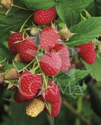 FRAMB 14x14-2L 3caña/tut.40/60 E