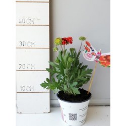 GAFBL 14 Serig. "Butterfly"