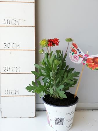 GAFBL 14 Serig. "Butterfly"