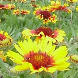 GALLA 17,5x17,5:4L MC