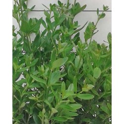 GALSP 15,5x15,5-2,5L...