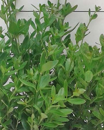 GALSP 15,5x15,5-2,5L Mediterránia