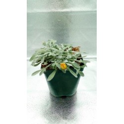 GAZLI 15,5x15,5-2,5L E