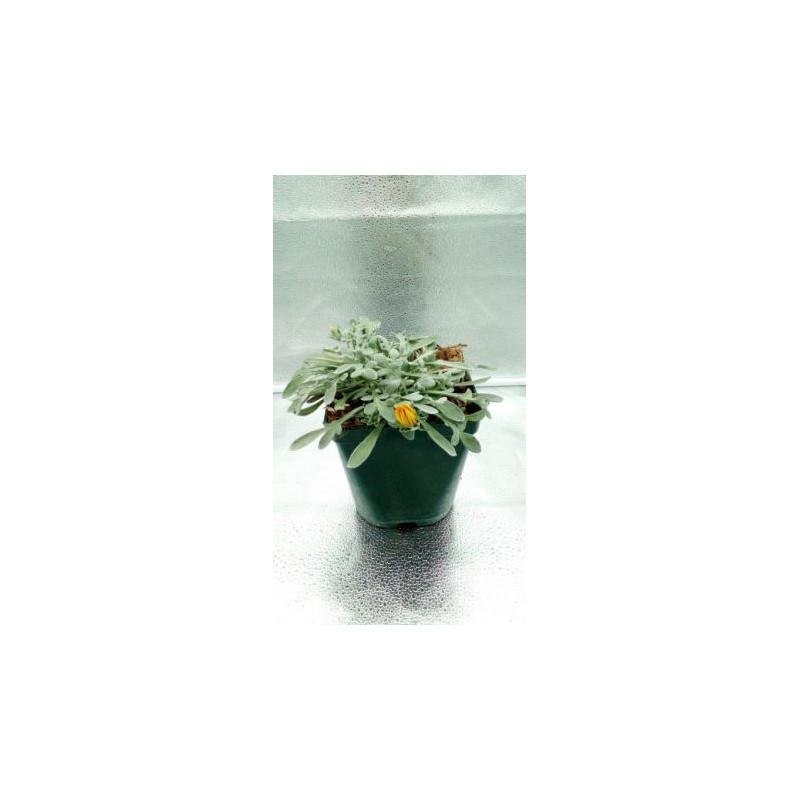 GAZLI 15,5x15,5-2,5L E