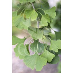 GINKO 18L E