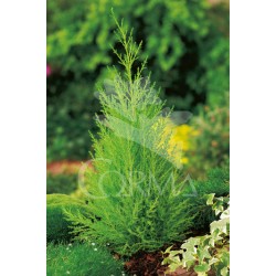 GOLDE 5L MC Alt.40/60 E