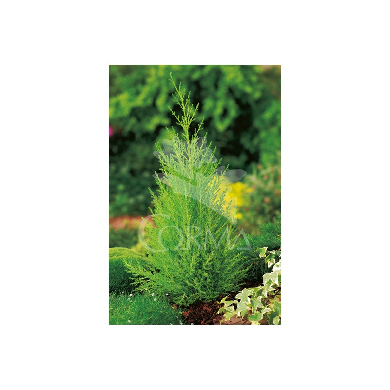 GOLDE 5L MC Alt.40/60 E