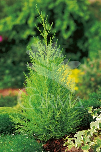 GOLDE 5L MC Alt.40/60 E