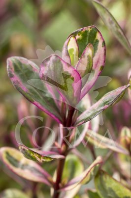 HEBES 4,5L MC "Origins"