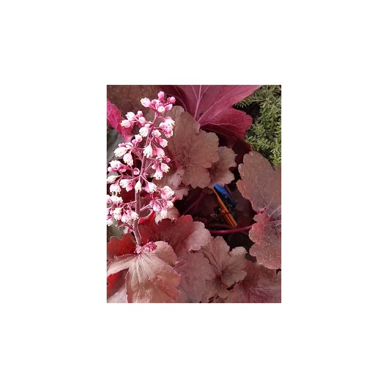 HEUHY 17,5x17,5:4L MC