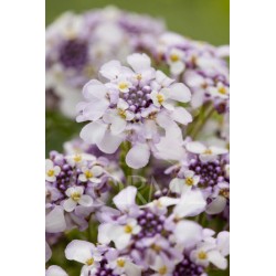 IBEPI 14 Serig. "Butterfly"