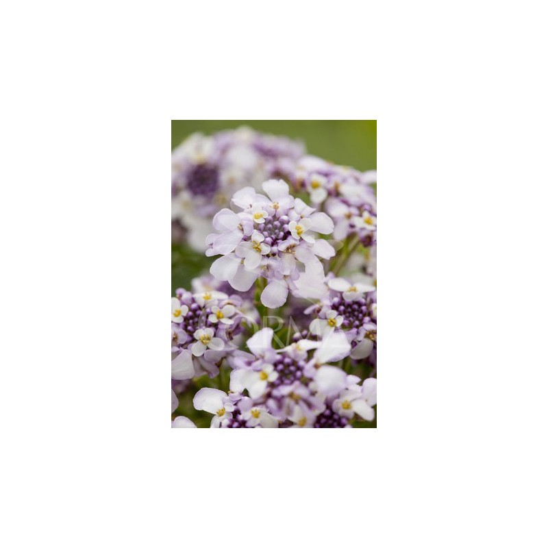 IBEPI 14 Serig. "Butterfly"