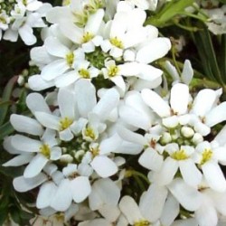 IBERI 14 Serig. "Bee Planet"