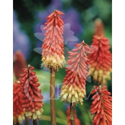 KNIUV 17,5x17,5-4L MC