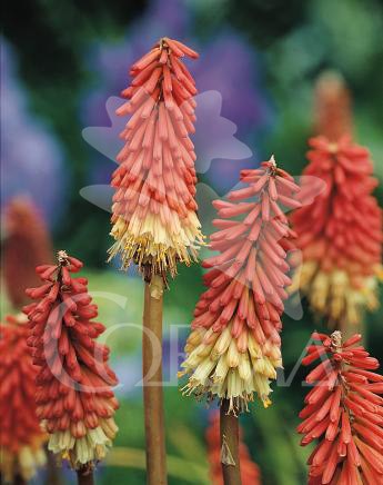 KNIUV 17,5x17,5-4L MC