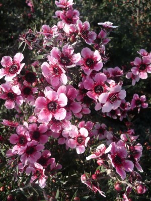 LEPMA 15,5x15,5:2,5L Mediterránia