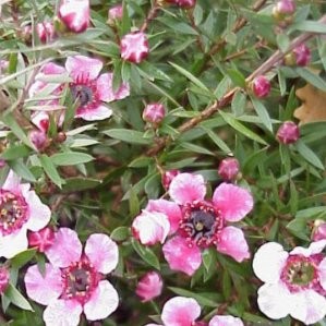 LEPTO 15,5x15,5:2,5L Mediterránia