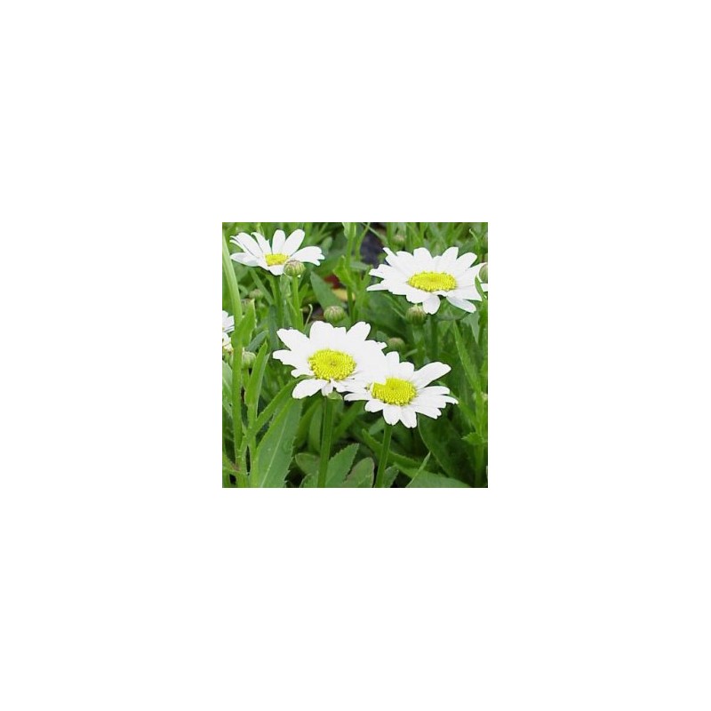 LEUCA 17,5x17,5-4L MC