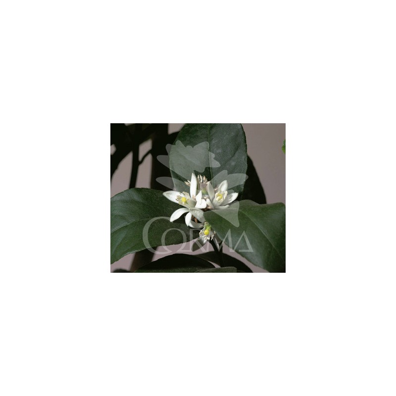 LIMAS 5L TT Copa 90 E