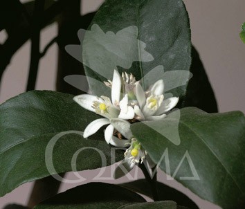 LIMAS 5L TT Copa 90 E