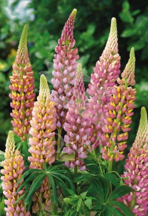 LUPIN 17,5x17,5-4L MC
