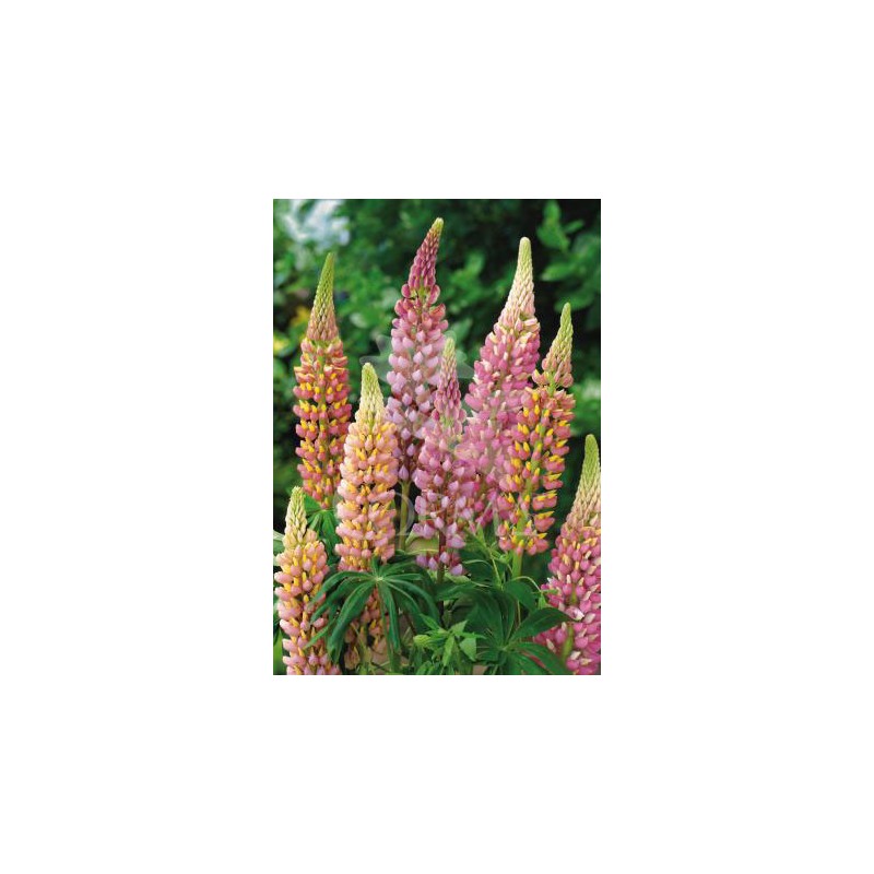 LUPIN 14x14-2L MC E
