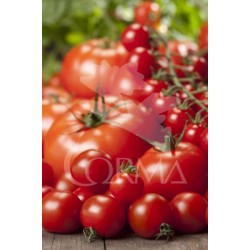 LYCTO T23 "AIR Garden"...