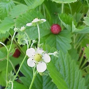 MABOS 10,5 Fresita del Bosque E