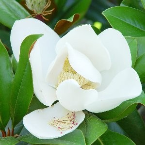 MAGNO 5L Alt.80/100 E