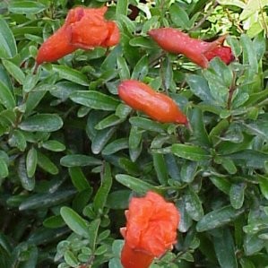 MAGRA 15,5x15,5:2,5L Mediterránia