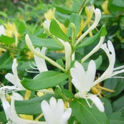 MASEL 3L 1caña/tut.160/180 E